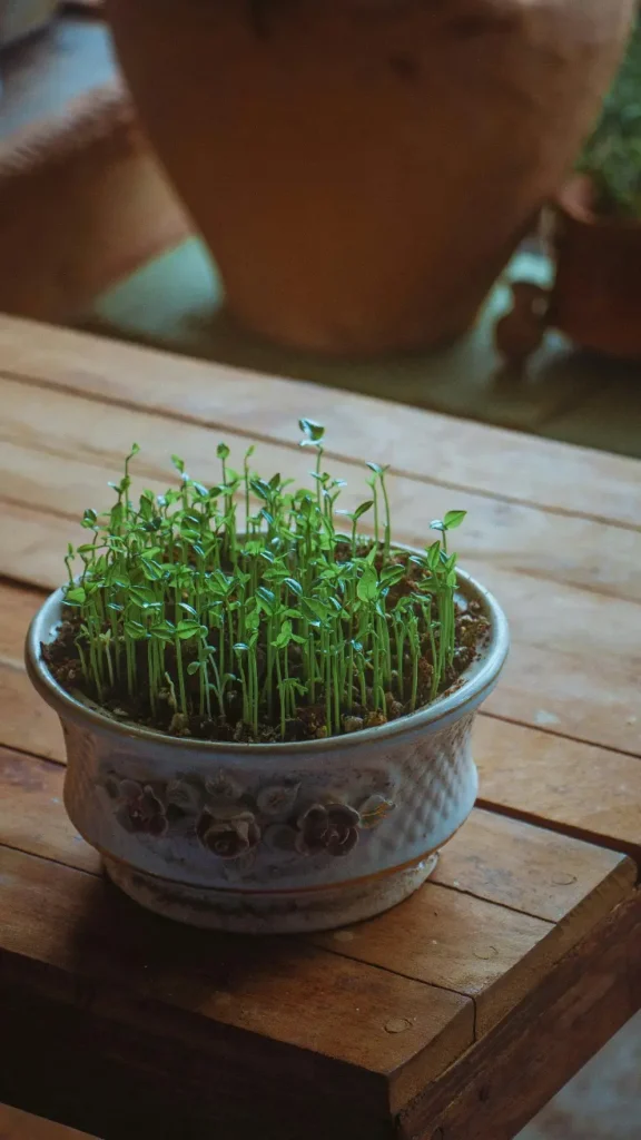 fresh green herb seedlings growing in vintage floral ceramic pot on warm wooden kitchen table