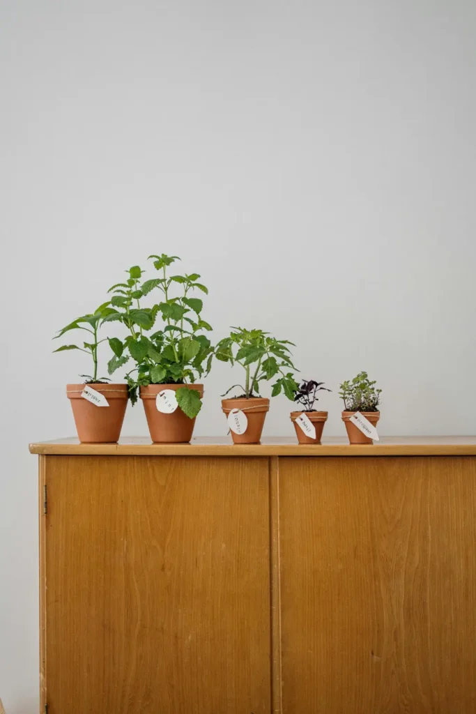 five labeled terracotta herb pots in different sizes lined up on a wooden surface with white background